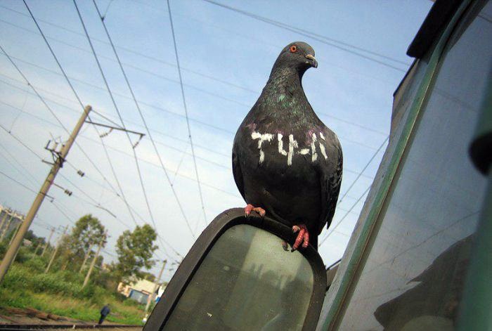 Бомбардировщик. Бомбардировщик.