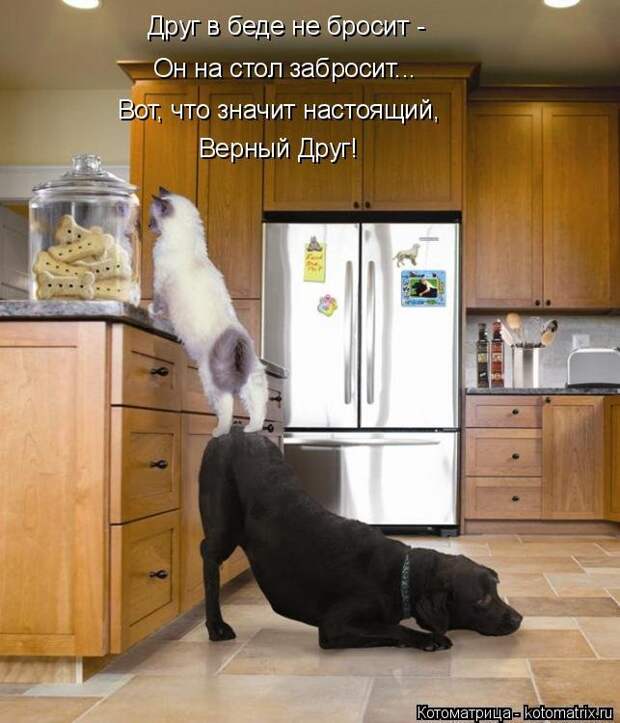 Веселые котоматрицы для настроения (13 фото)