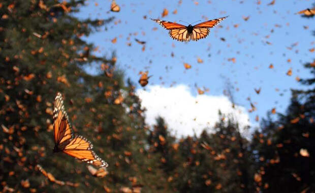 Бабочки Монарх Сезонная миграция бабочек-монархов может с полным правом называться самой красочной миграцией в мире. За все время путешествия (7 000 километров через Атлантический океан), сменяется целых четыре поколения.