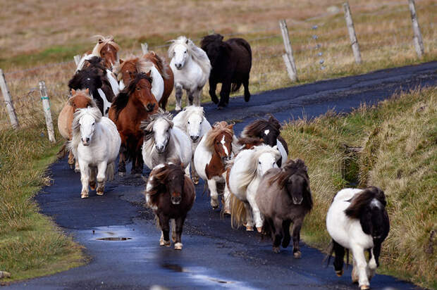 miniature-ponies-foula-island-11