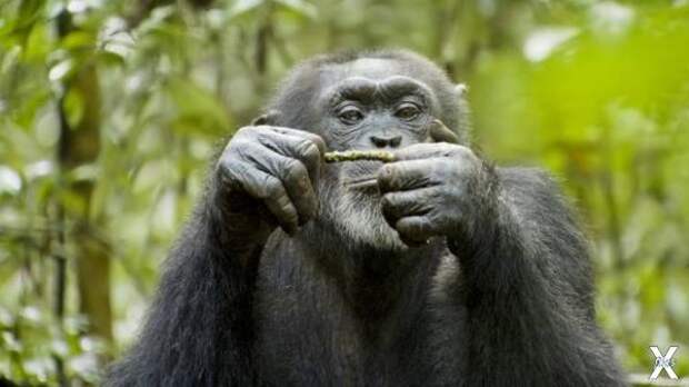 Шимпанзе мастерит инструменты