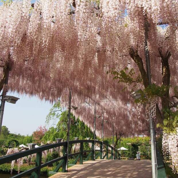 Японский фестиваль цветущей глицинии Great Westeria (35 фото)