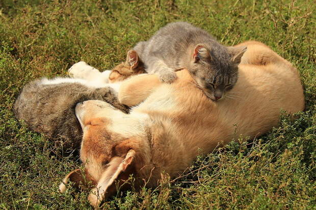 Деревенская идиллия в фотографиях Сергея Красноперова деревня, кошки, собаки