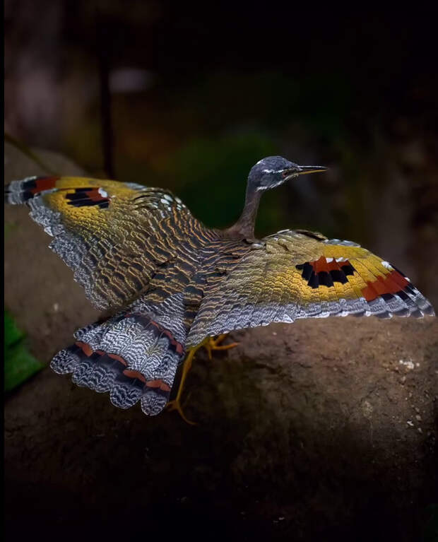 Солнечная цапля