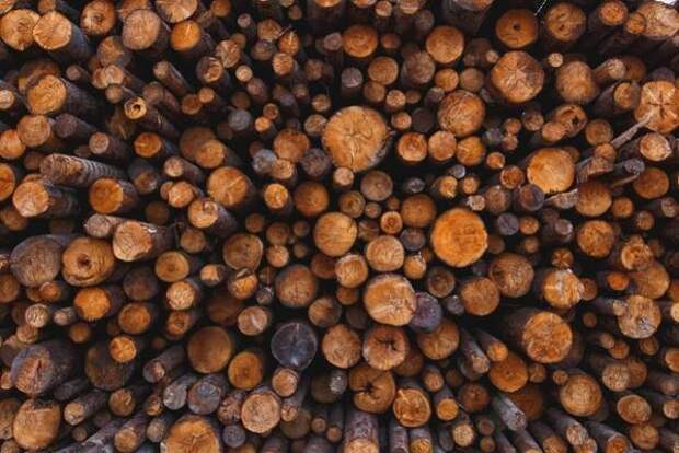 В Приморском крае перед судом предстанет группа черных лесорубов