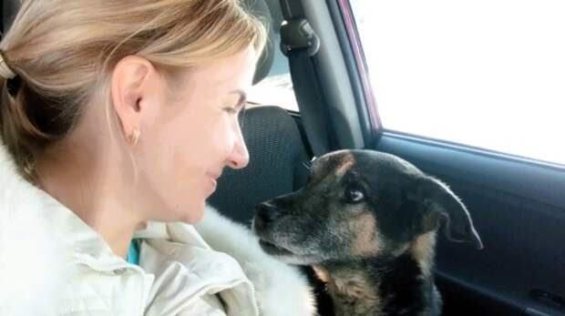 Кот размером с собаку обратил преступников в бегство: о домашних животных, защитивших людей