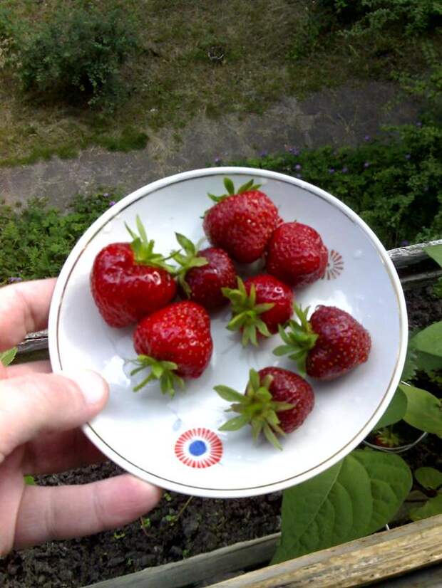 Клубника на балконе клубника везде, Огород, хобби, клубника, горох, длиннопост