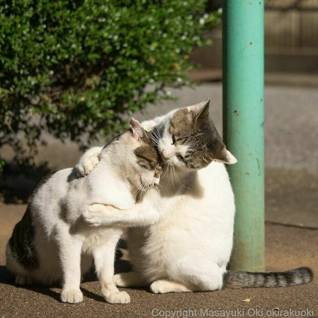 Уличные котики Токио на снимках Масаюки Оки