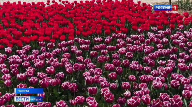 В Никитском ботаническом саду проходит традиционный парад тюльпанов