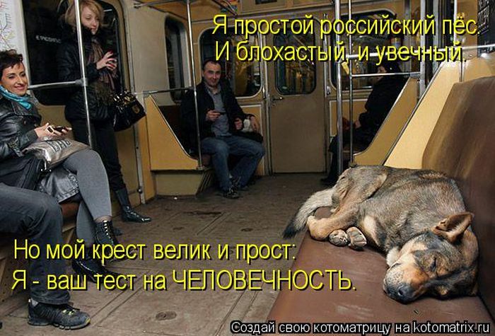Лучшие котоматрицы недели (50 фото)