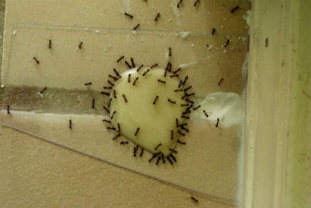 Борьба с муравьями дома.