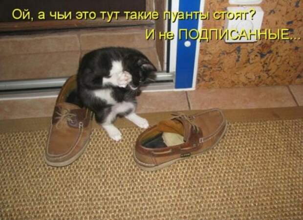 Воскресная котоматрица (16 шт)