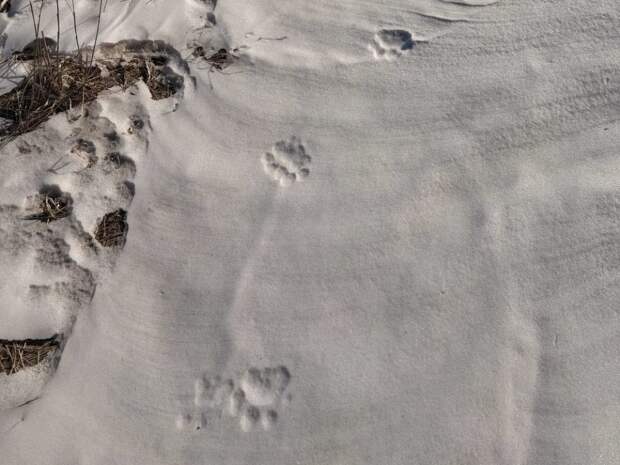 Амурский тигр загрыз собаку на одной из баз отдыха в Приморье