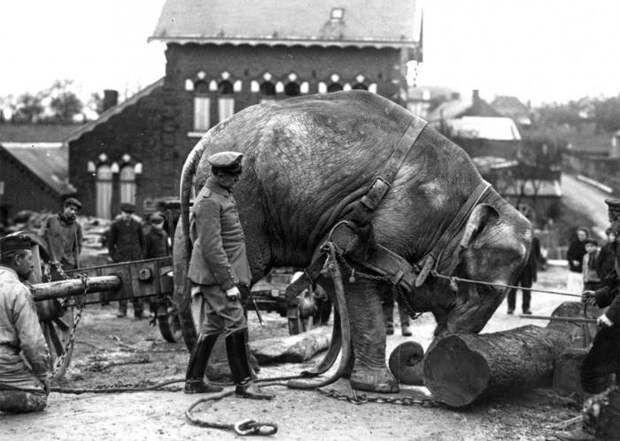 Слоны и лошади - воины прошлого герои Великой Отечественной войны, голуби, животные на войне, обезьянка, слоны, собаки
