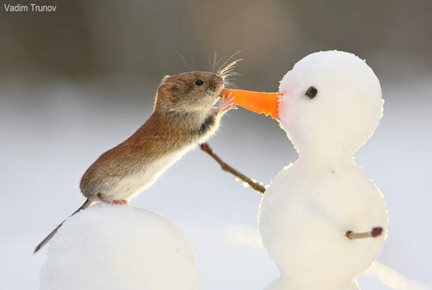 Ммм, морковка! морковь, мышь полевка, снеговик, белка, синица, длиннопост