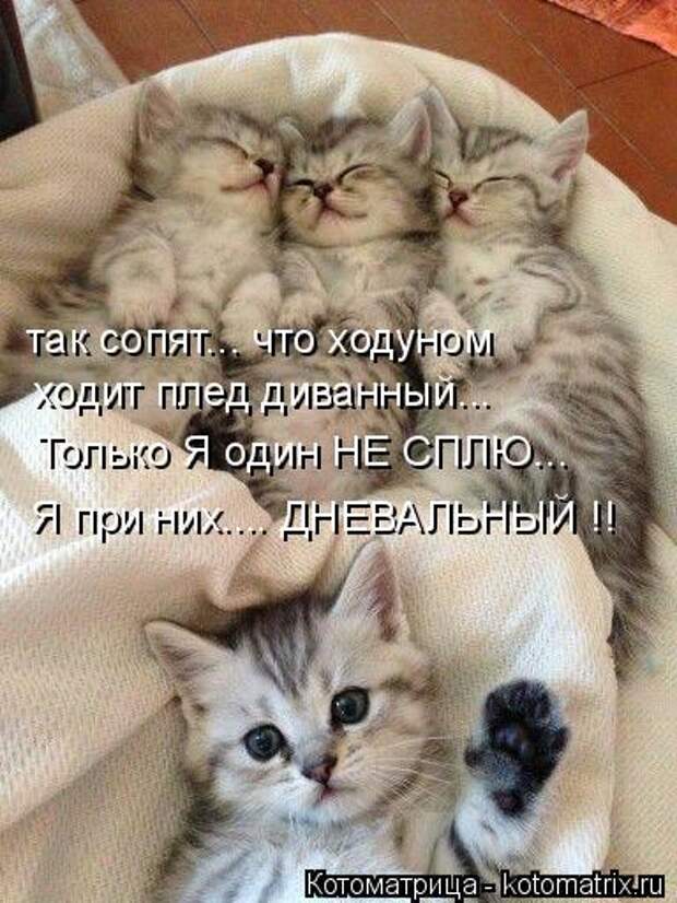 Котоматрица: так сопят... что ходуном  ходит плед диванный... Только Я один НЕ СПЛЮ... Я при них.... ДНЕВАЛЬНЫЙ !!