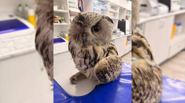 В Барнауле спасают филина, обнаруженного вмерзшим в лед на дороге