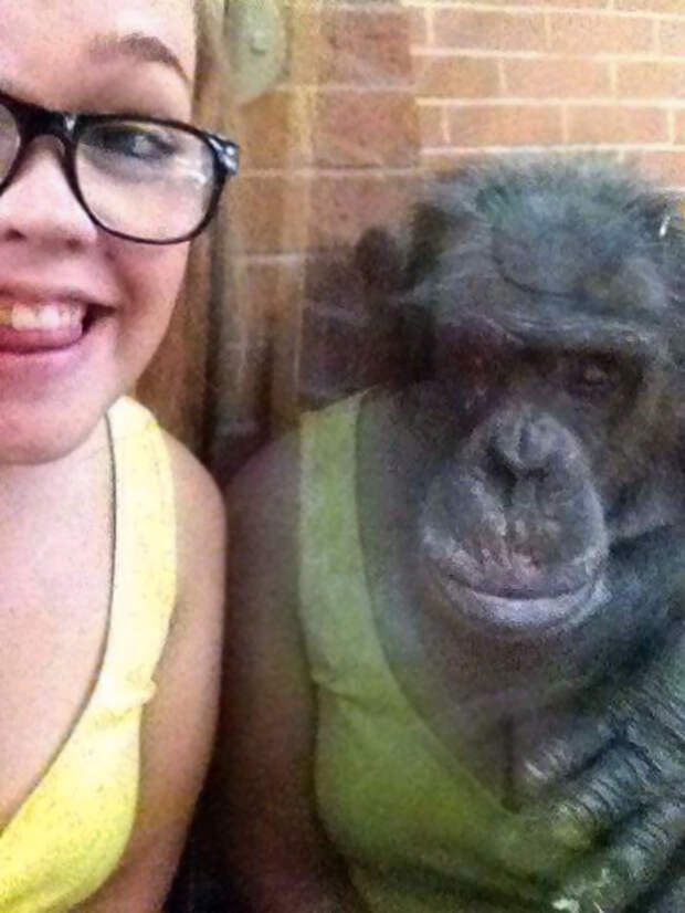 The Reflection Makes This Chimpanzee Look Like He Is Wearing Her Dress