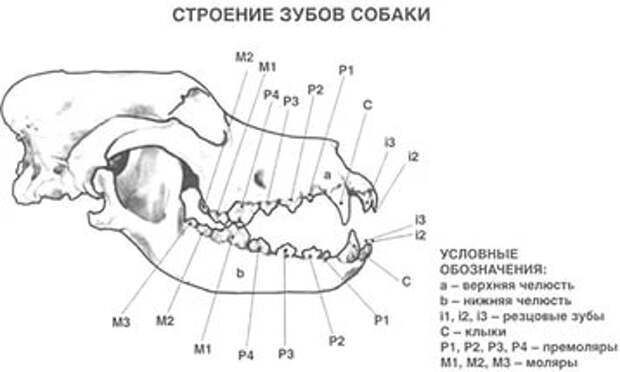 Название зубов у собаки схема