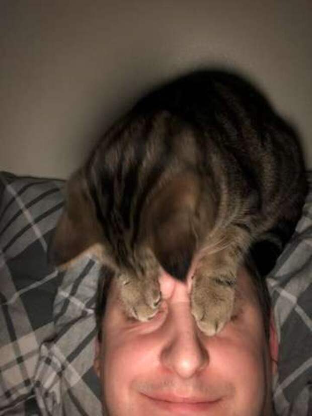 кошка на голове у хозяина