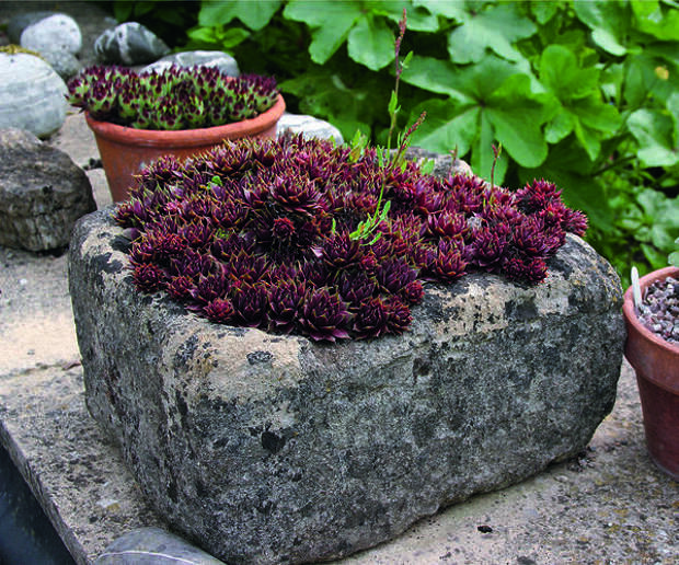 Растительная композиция:  мхи в камне - лаконично, но чрезвычайно декоративно.