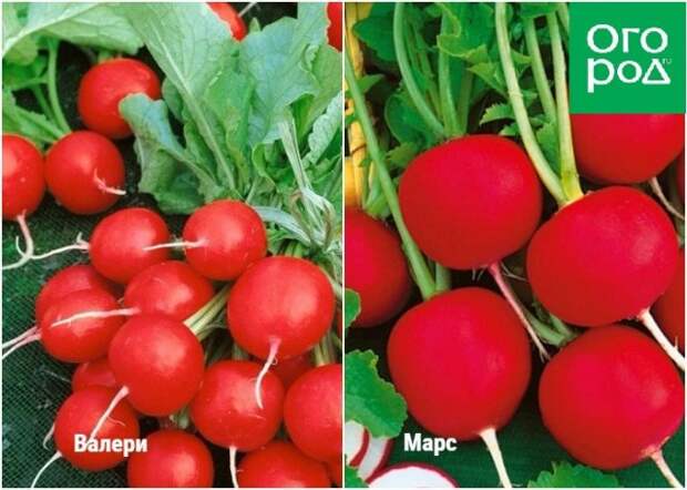 Крупные сорта редиса