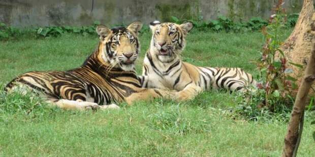 Генетики раскрыли тайну черных тигров из Индии
