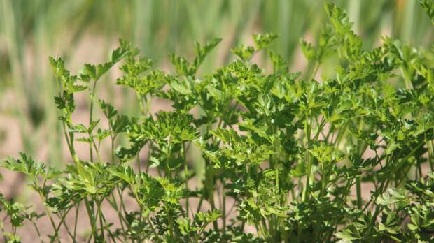 Петрушка всходит за три часа: старый секрет, о котором молчат