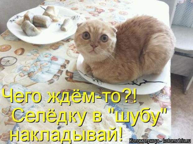 Котоматрицы(картинки с надписями)