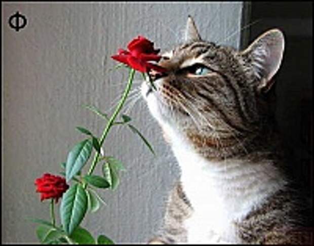 Кошки и Котята 17