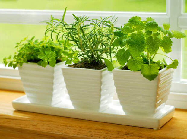 Как вырастить свежую зелень в домашних условиях