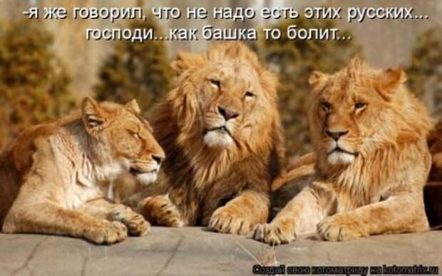Котоматрицы....самые прикольные