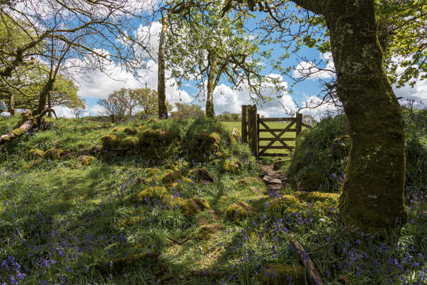 Gate at the edge of the wood by Jean Fry on 500px.com