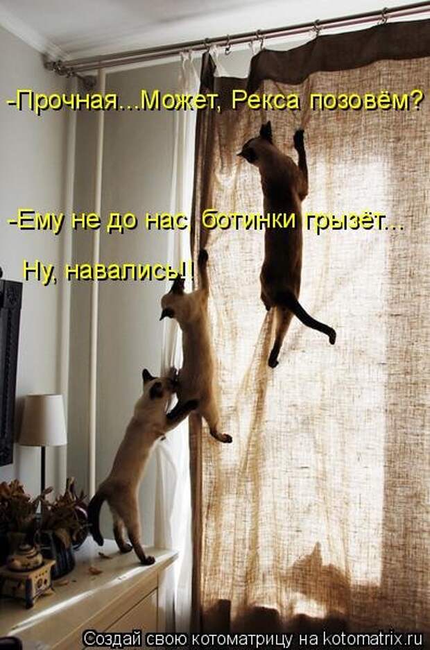 Свежая котоматрица на Бугаге (37 фото)