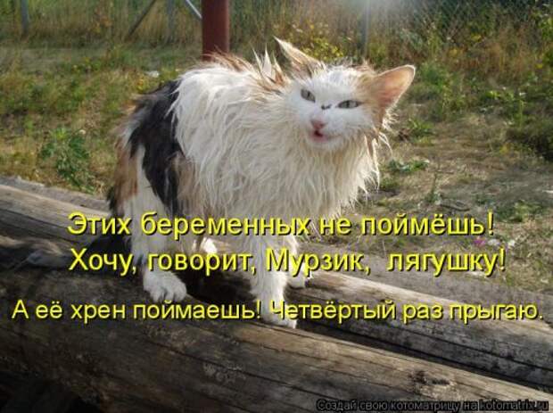 Новая котоматрица (37 шт)