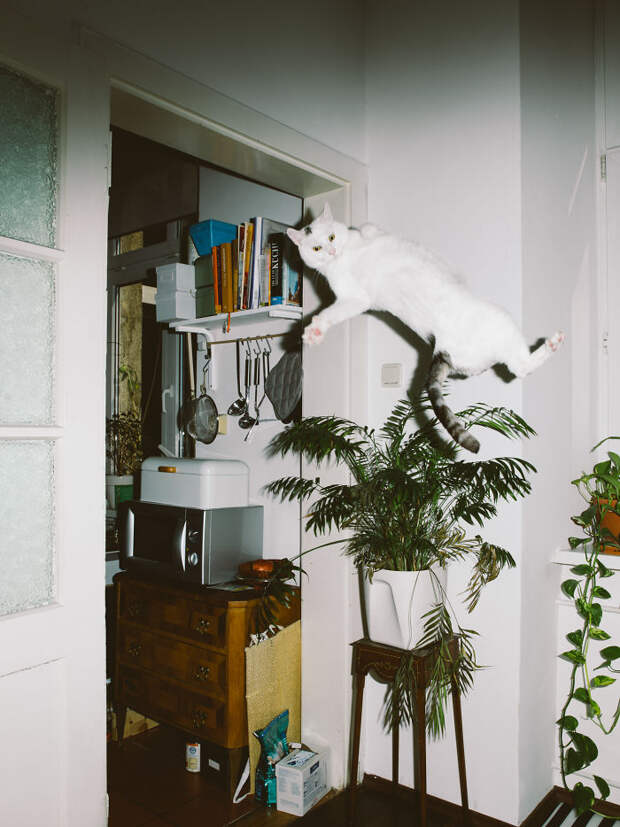 Jumping Cats By Daniel Gebhart De Koekkoek