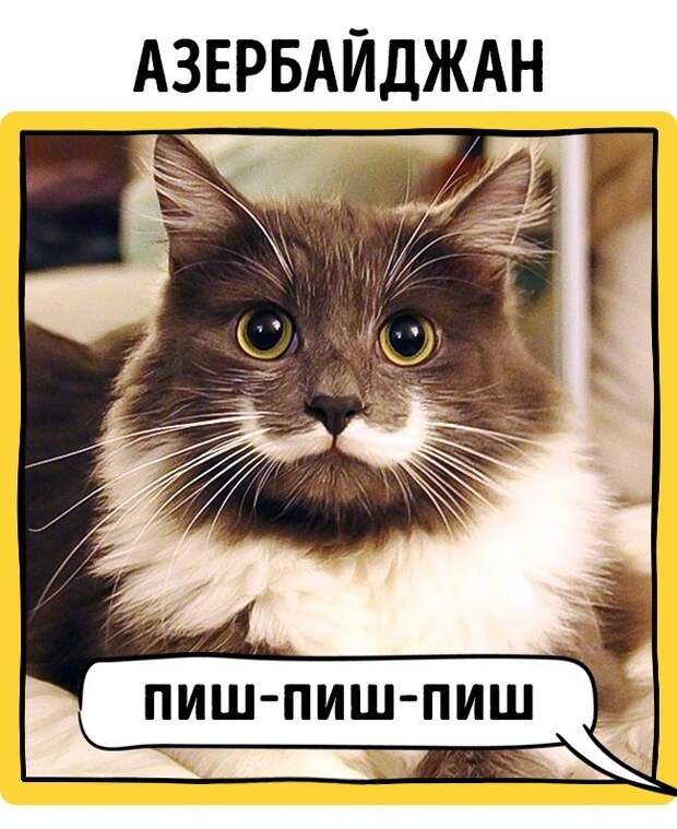 Как в разных странах подзывают кошек животные, коты, прикол