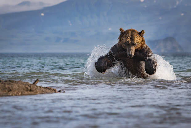 Лучшие работы, присланные на фотоконкурс National Geographic Nature Photographer 2017 Лучшие работы, присланные на фотоконкурс National Geographic Nature Photographer 2017