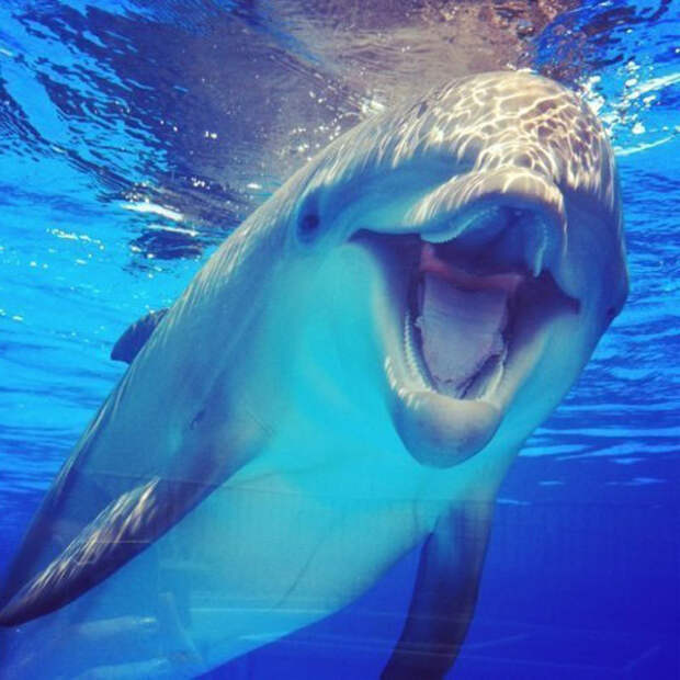 ДЕЛЬФИНЫ ОСОБОГО НАЗНАЧЕНИЯ дельфины, фото