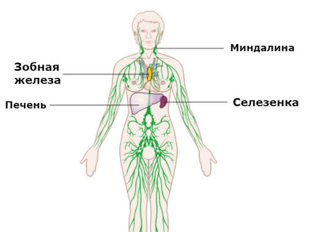 Лимфоузлы расположение на теле мужчины фото