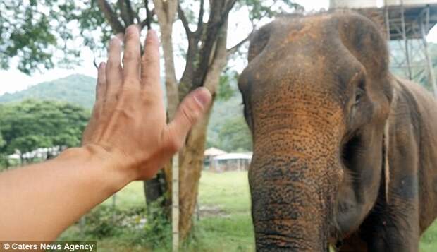 Слоны наконец на свободе! Их выкупили и выпустили после долгих лет рабства слоны, таиланд