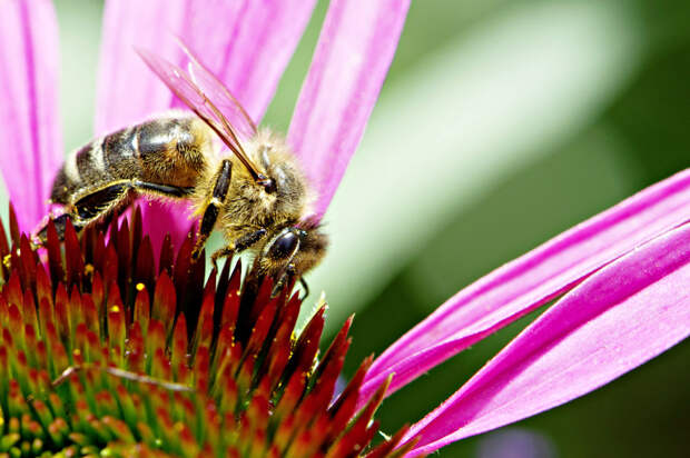 C0177650-Honey_bee-SPL.jpg C0177650-Honey_bee-SPL.jpg
