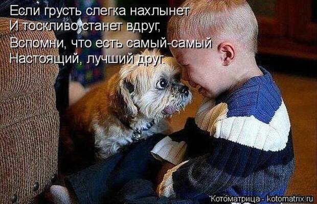 Лучшие котоматрицы недели (50 фото)