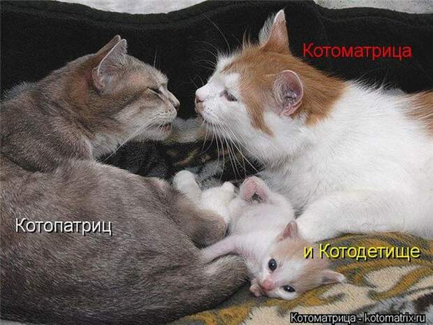 Лучшие котоматрицы недели Лучшие котоматрицы недели