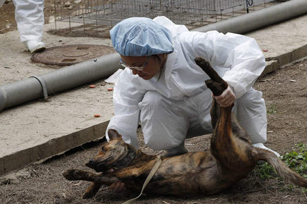 Президент Цай Инвэнь еще во время избирательной кампании показала свою любовь к животным Тайвань, животные, запрет, кошка, мясо, собака