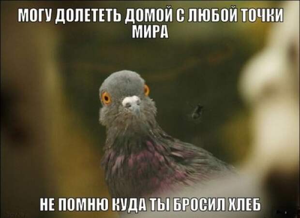 Новый сборник фотомемов (31 шт)