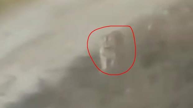 Разозленный тигр / Кадр из видео: Amur Mash