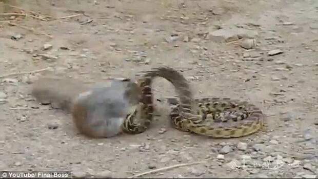 В Сети набирает популярность видео нападения голодной белки на змею