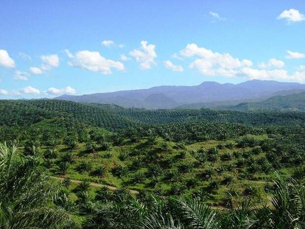 Шокирующие и печальные факты про пальмовое масло