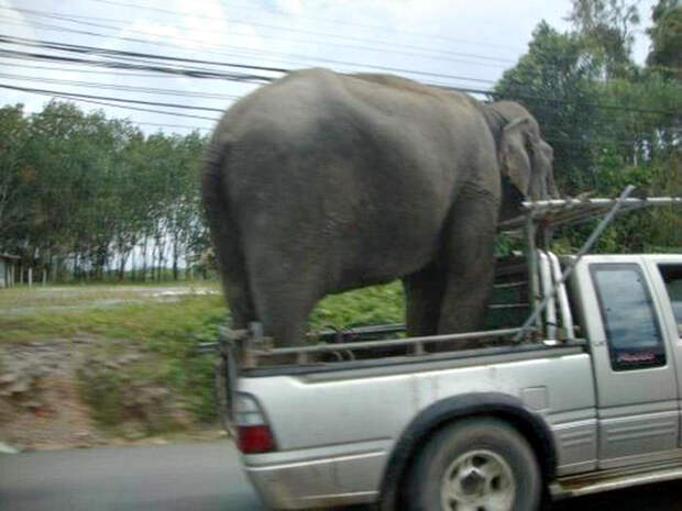 Транспортировка слона.